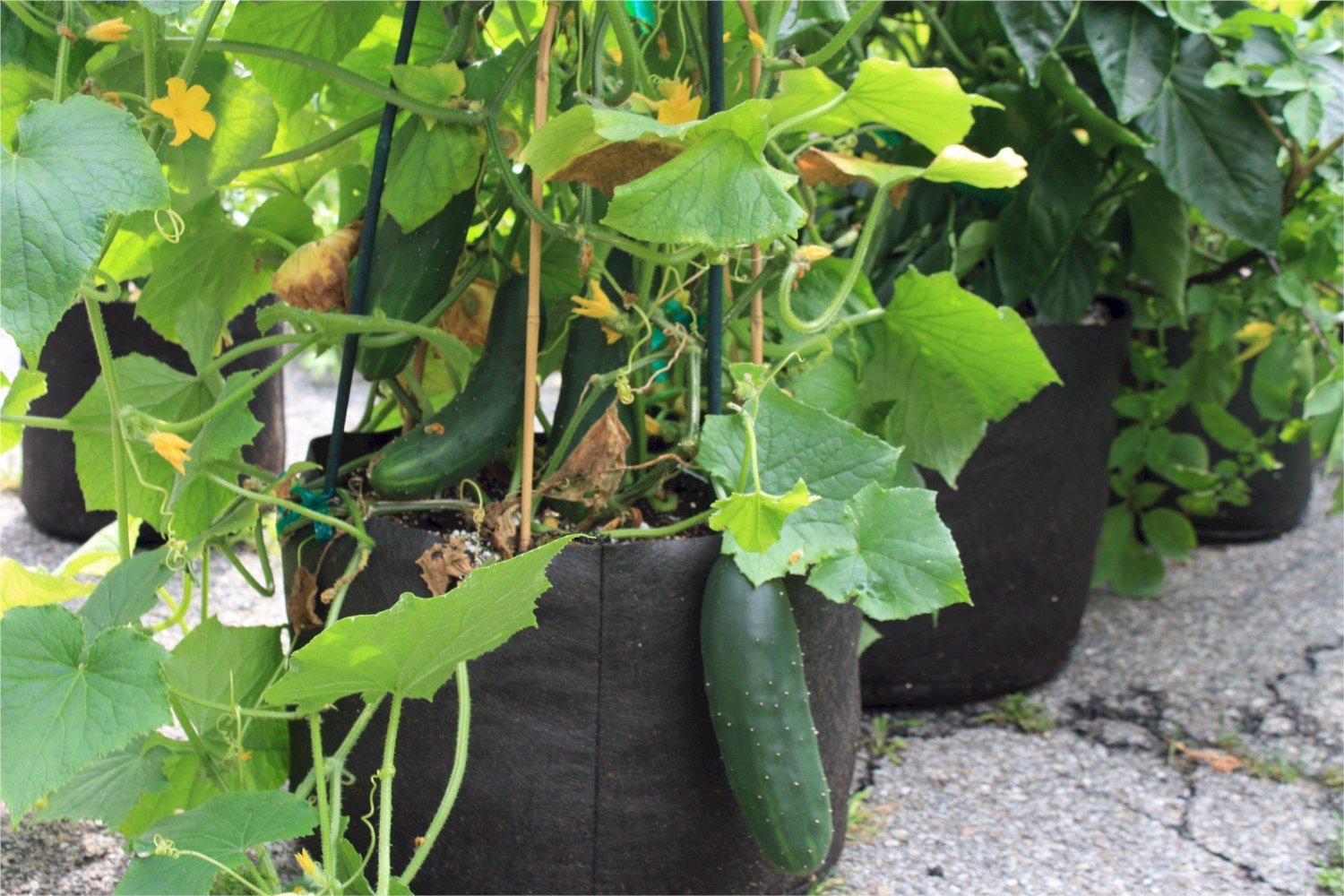 Container Garden